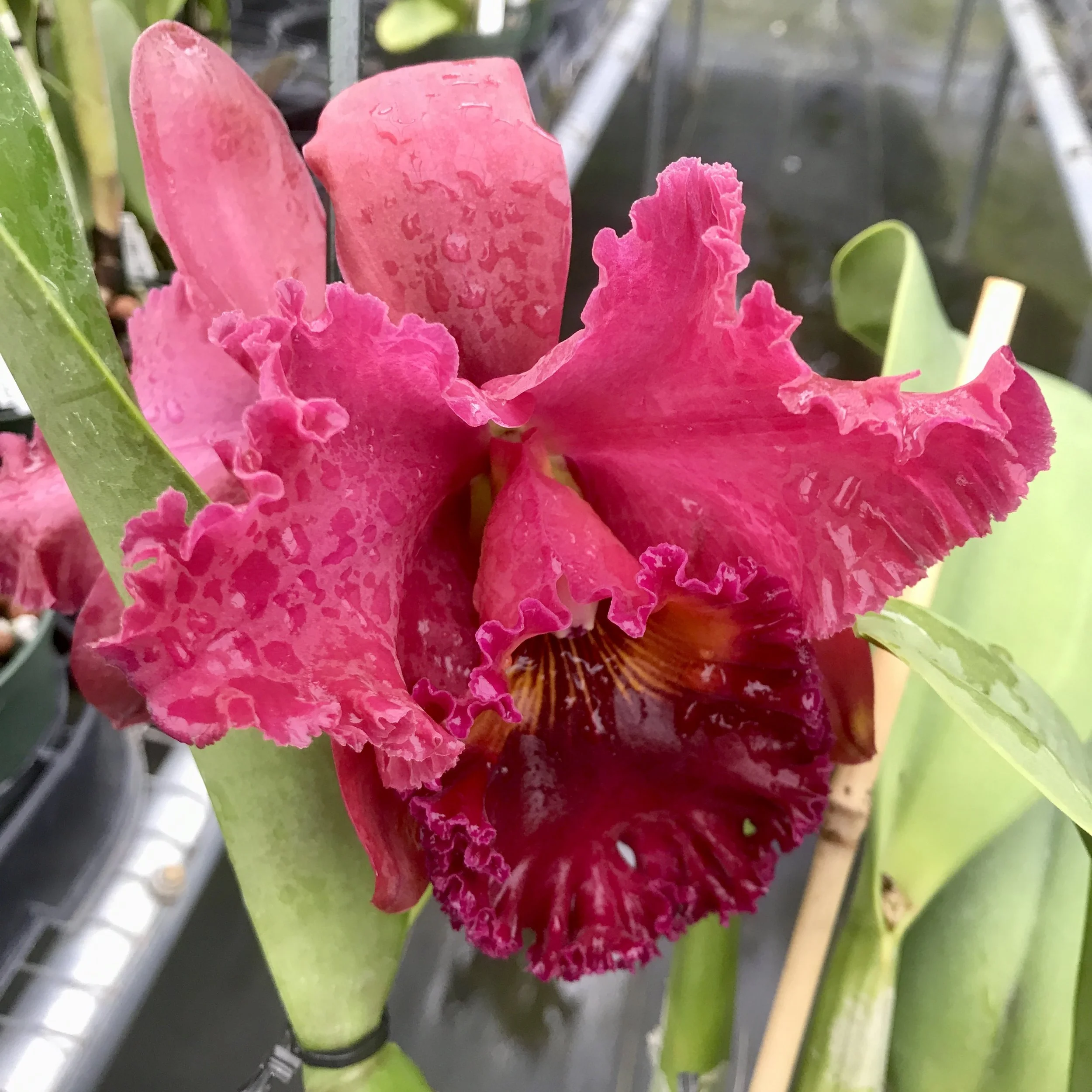 Rlc. Subprasert — Palmer Orchids